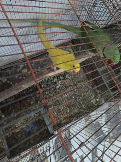 Yellow Ringneck Female Breeder Parrots Healthy