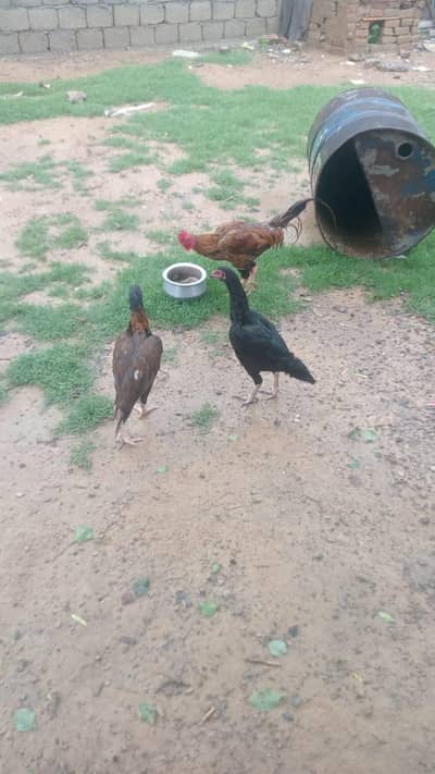 do murghiya or aek murgha