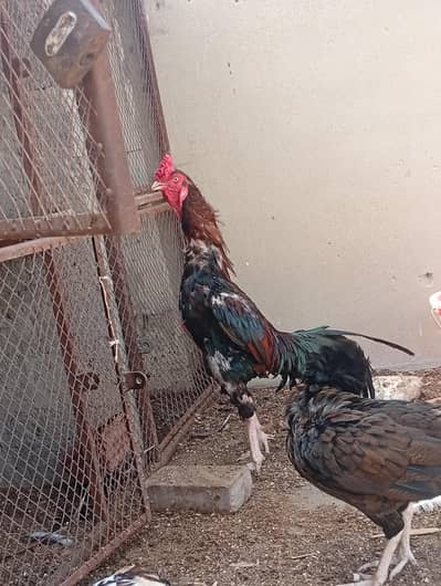 Pure Aseel mainvali Rooster Breader