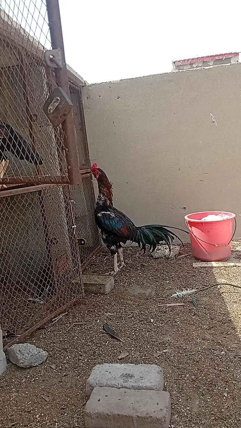 Pure Aseel mainvali Rooster Breader — photo 2