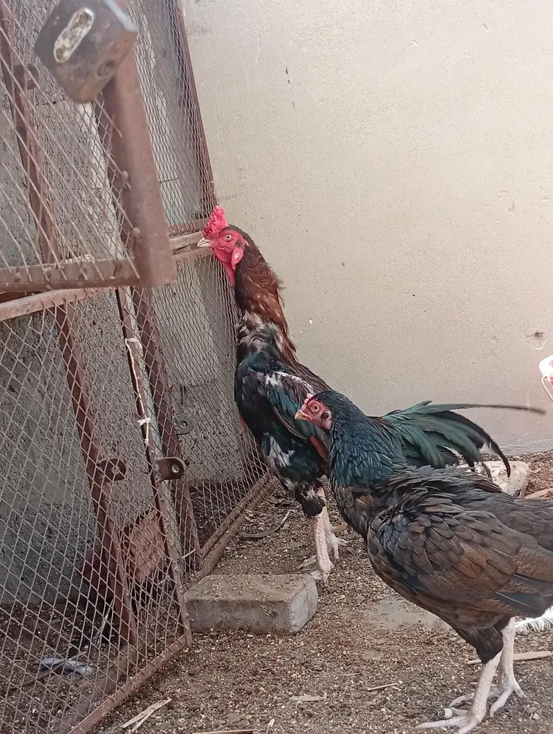 Pure Aseel mainvali Rooster Breader — photo 3