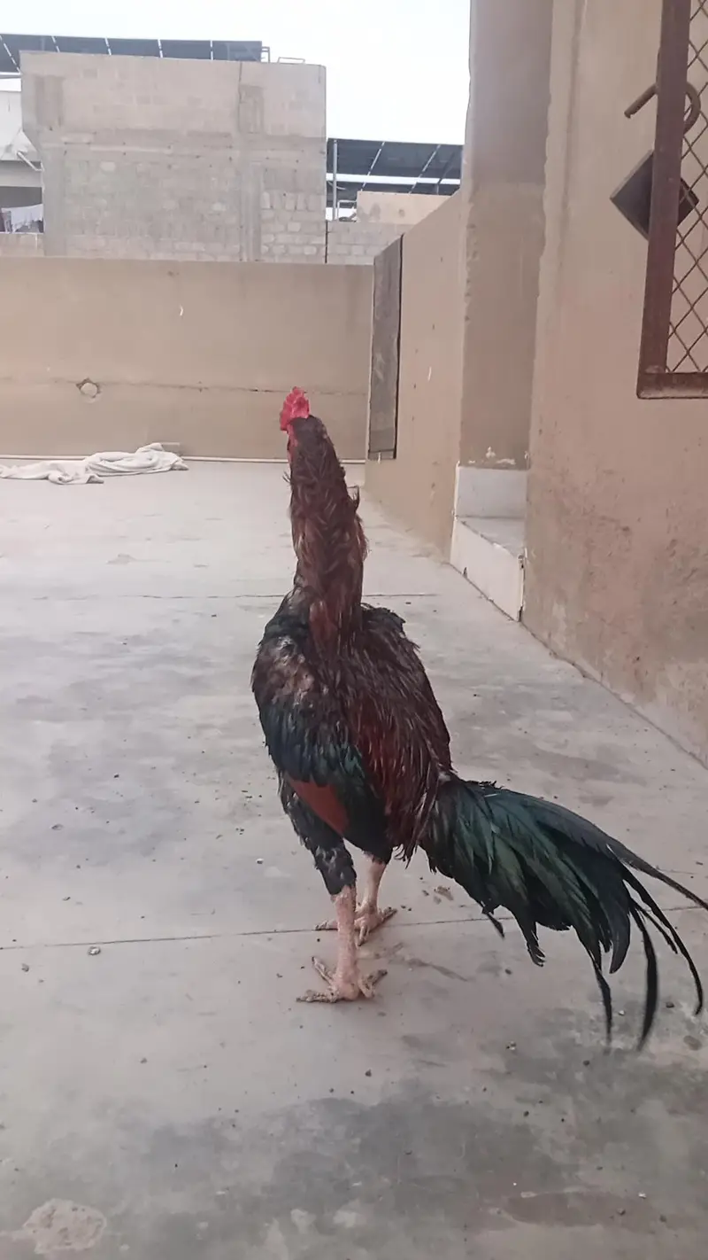Pure Aseel mainvali Rooster Breader — photo 4
