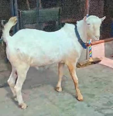 Gulabi teda male breeder Quality 2 dant for sale