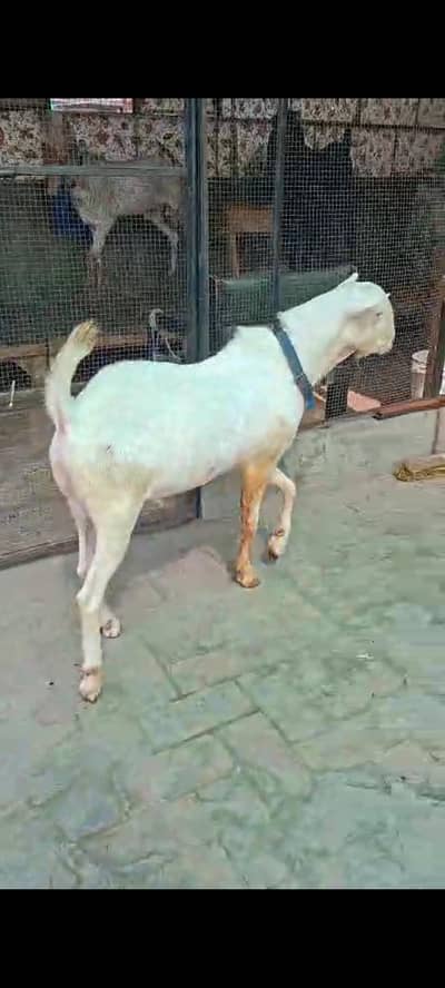 Gulabi teda male breeder Quality 2 dant for sale