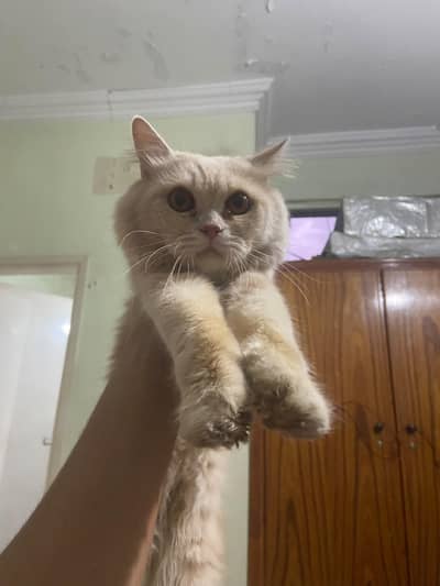ginger male kitten