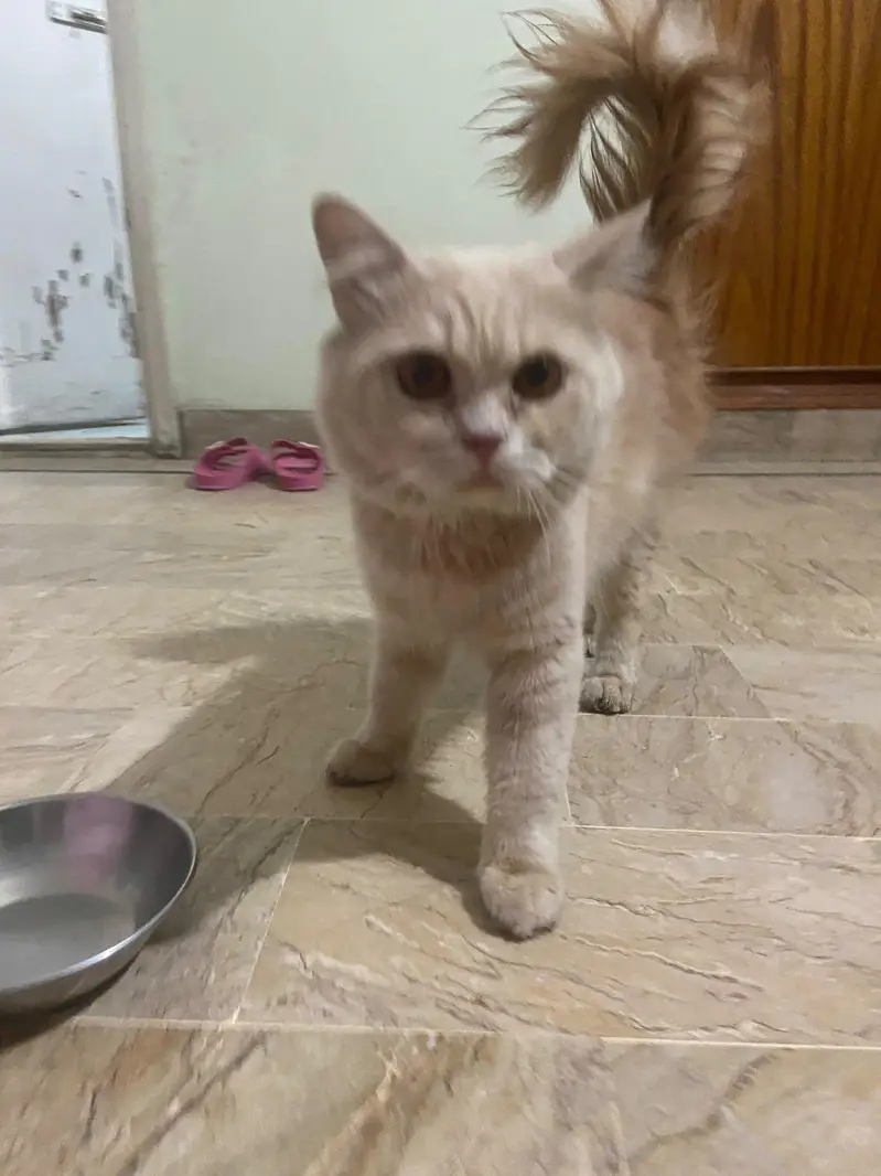 ginger male kitten — photo 2