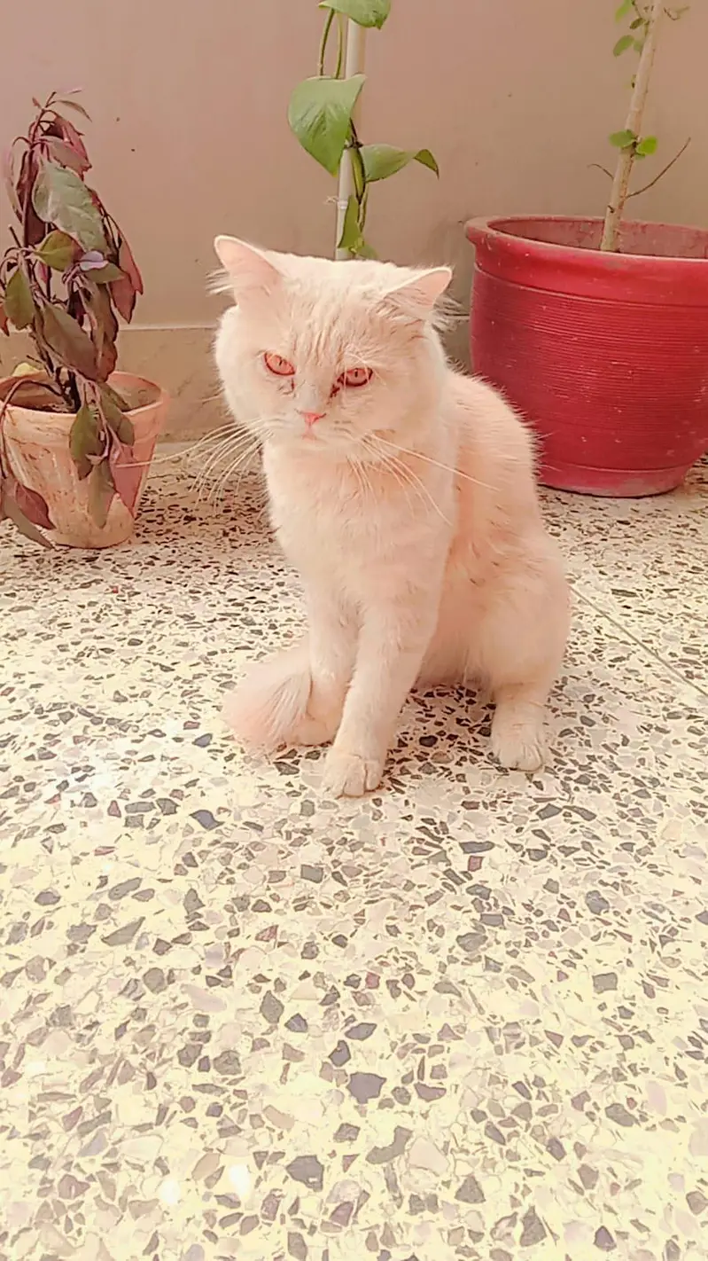 ginger male kitten — photo 3