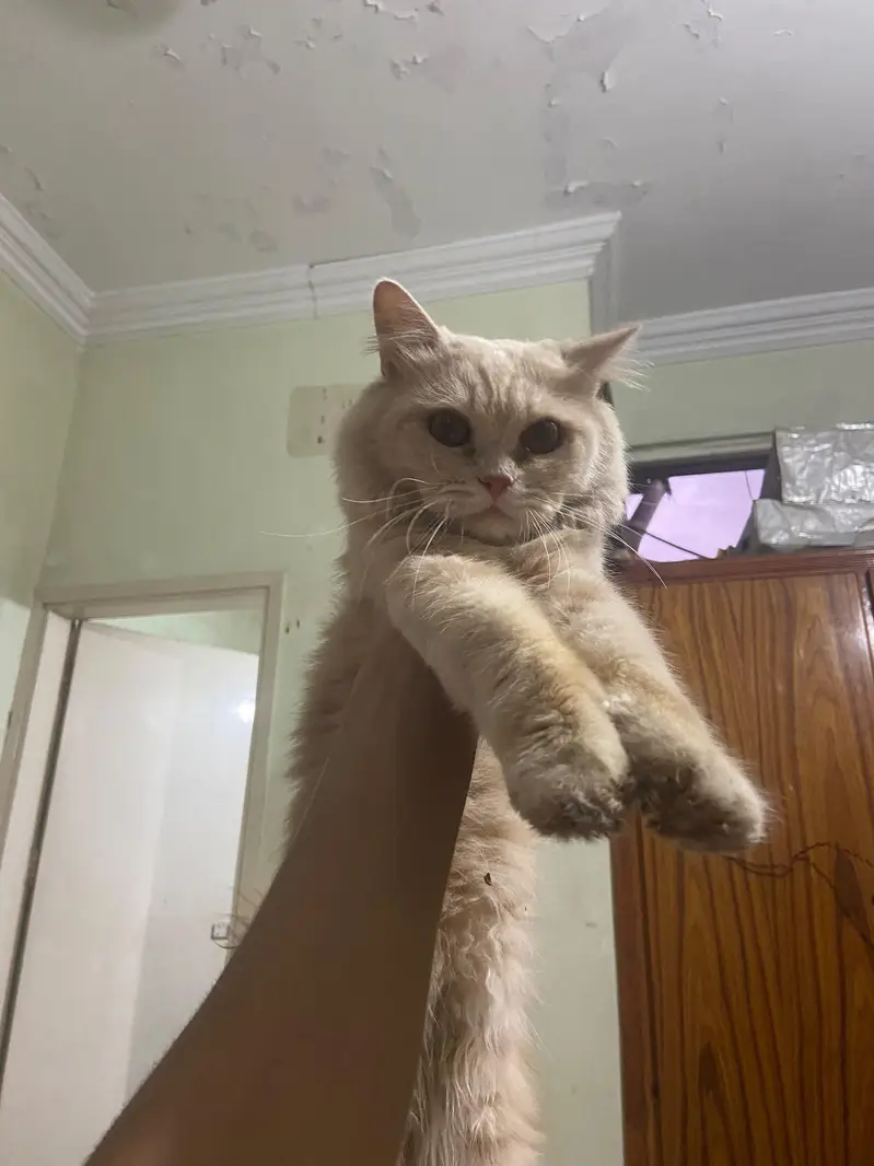 ginger male kitten — photo 4