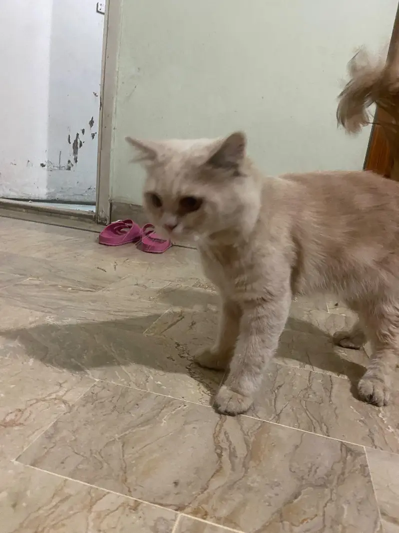 ginger male kitten — photo 6