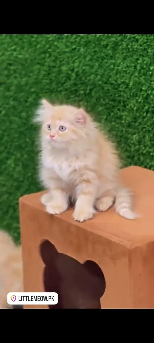 pure Persian cats vaccinated and healthy active WhatsApp/0344/6895398/ — photo 2