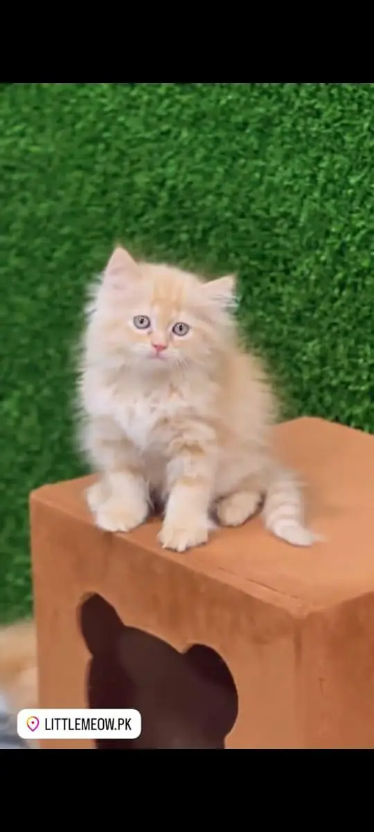 pure Persian cats vaccinated and healthy active WhatsApp/0344/6895398/ — photo 3