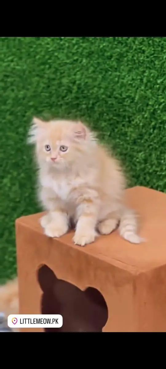 pure Persian cats vaccinated and healthy active WhatsApp/0344/6895398/ — photo 4