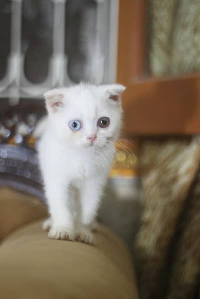 Scottish fold odd eyes kitten cat