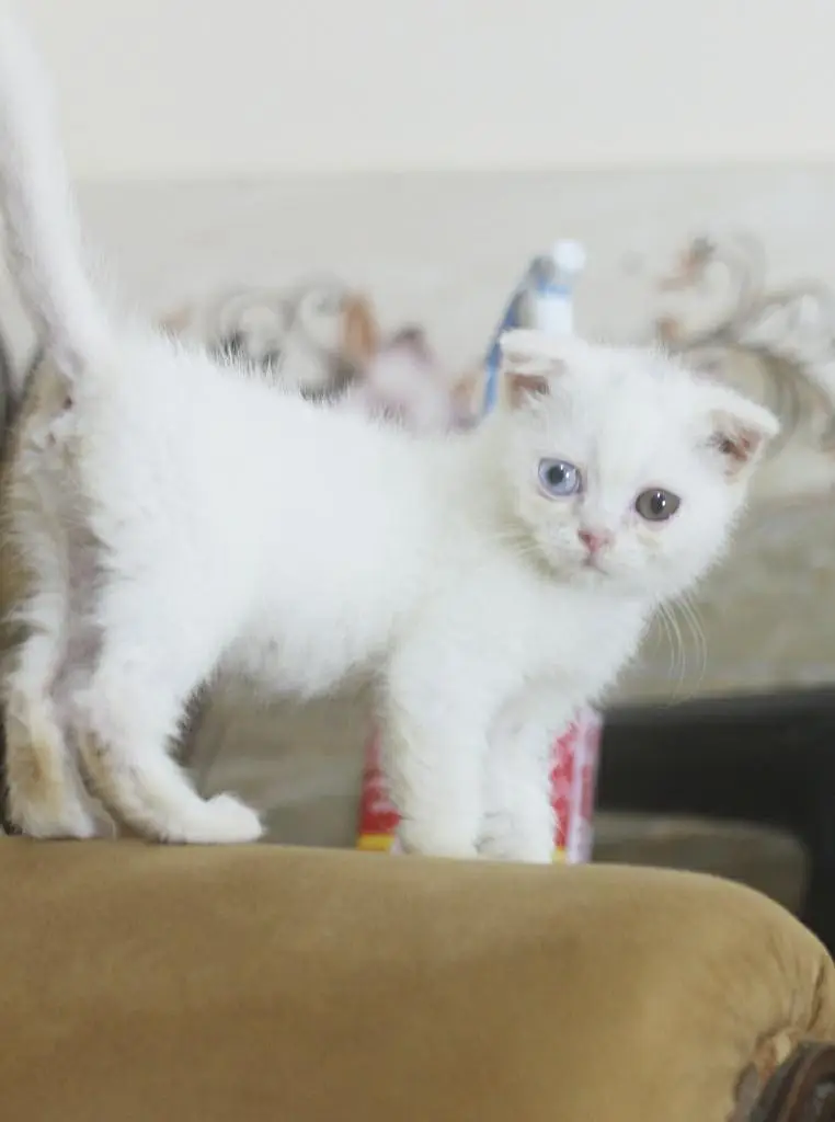 Scottish fold odd eyes kitten cat — photo 2