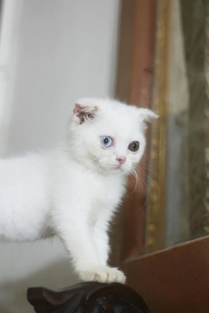 Scottish fold odd eyes kitten cat — photo 3