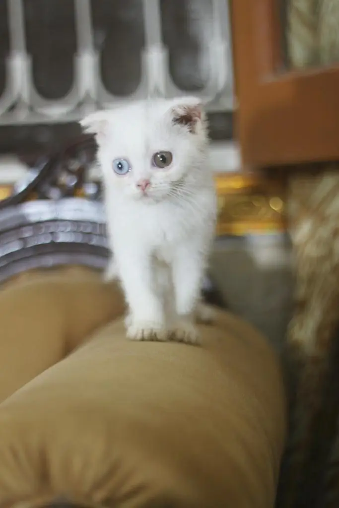 Scottish fold odd eyes kitten cat — photo 4