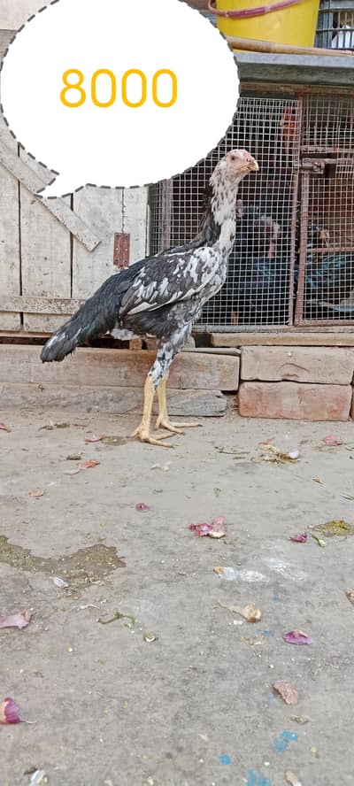 shamo  female healthy and active