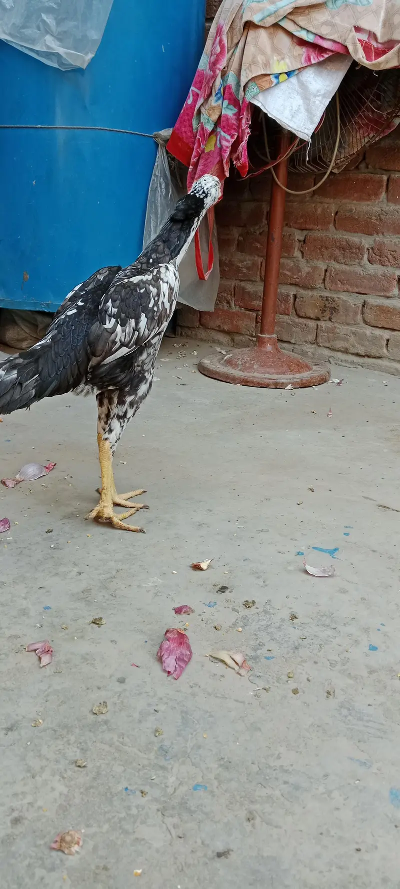 shamo  female healthy and active — photo 2