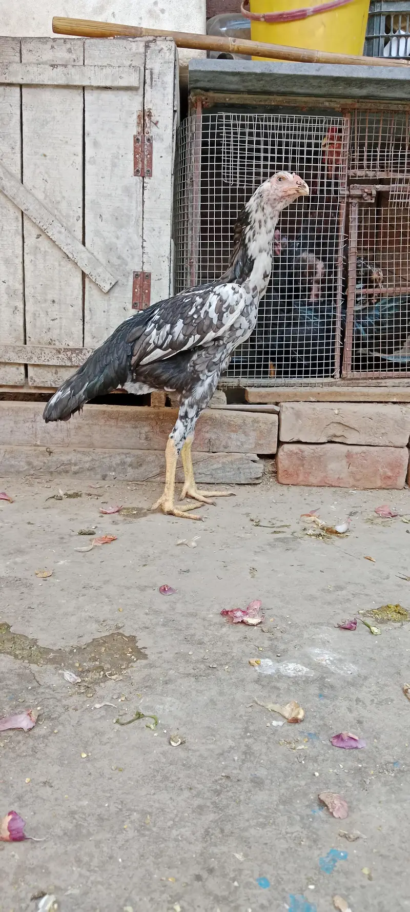 shamo  female healthy and active — photo 3