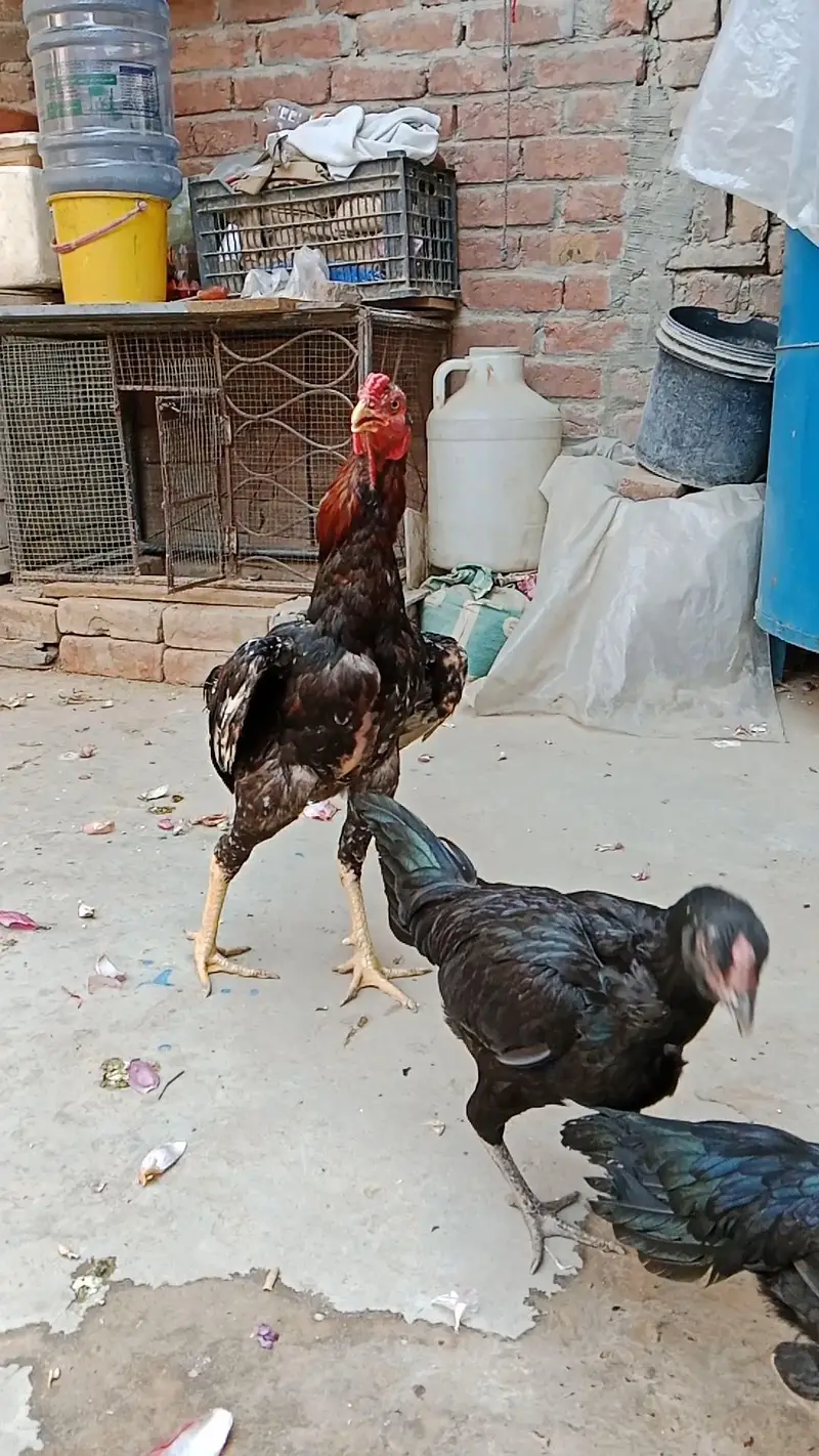 shamo  female healthy and active — photo 4