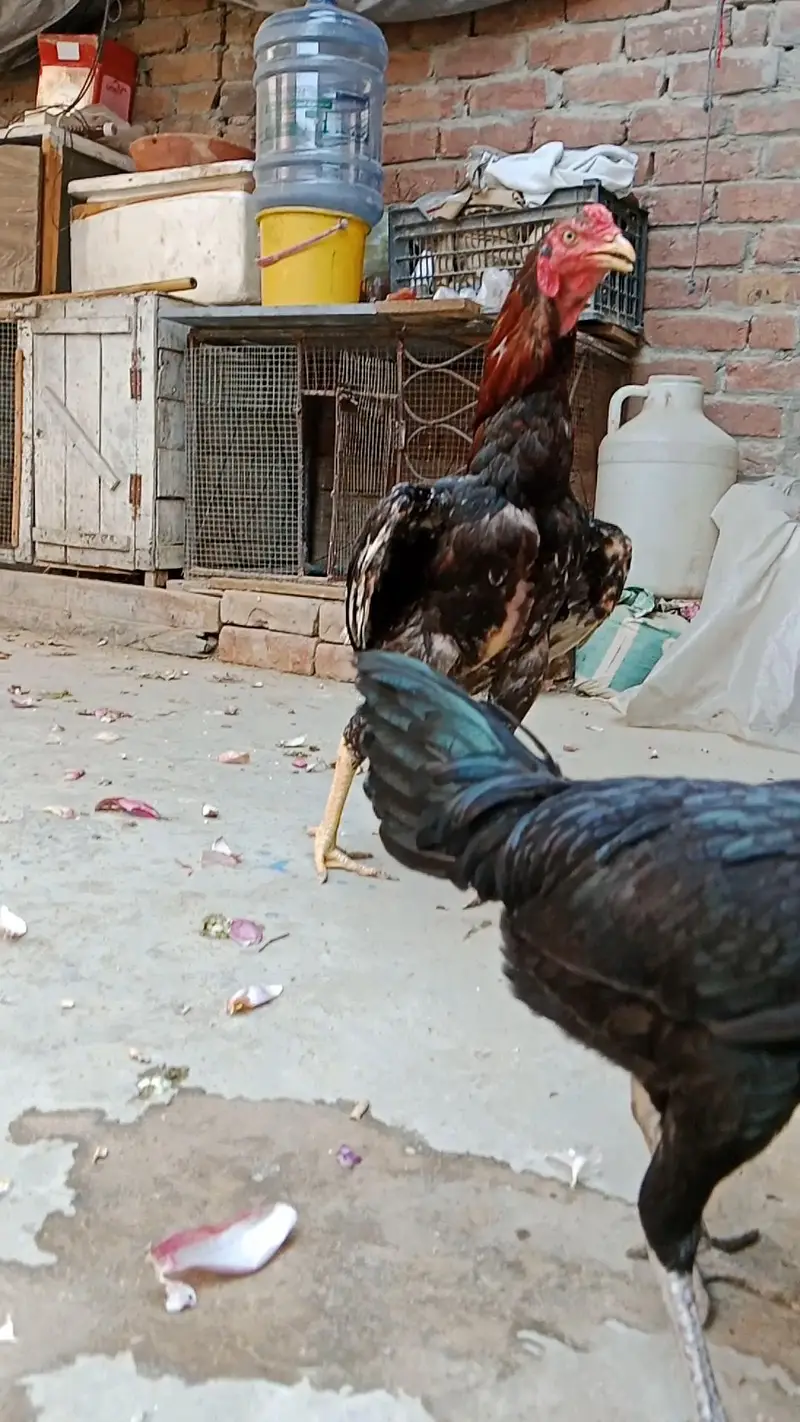 shamo  female healthy and active — photo 5
