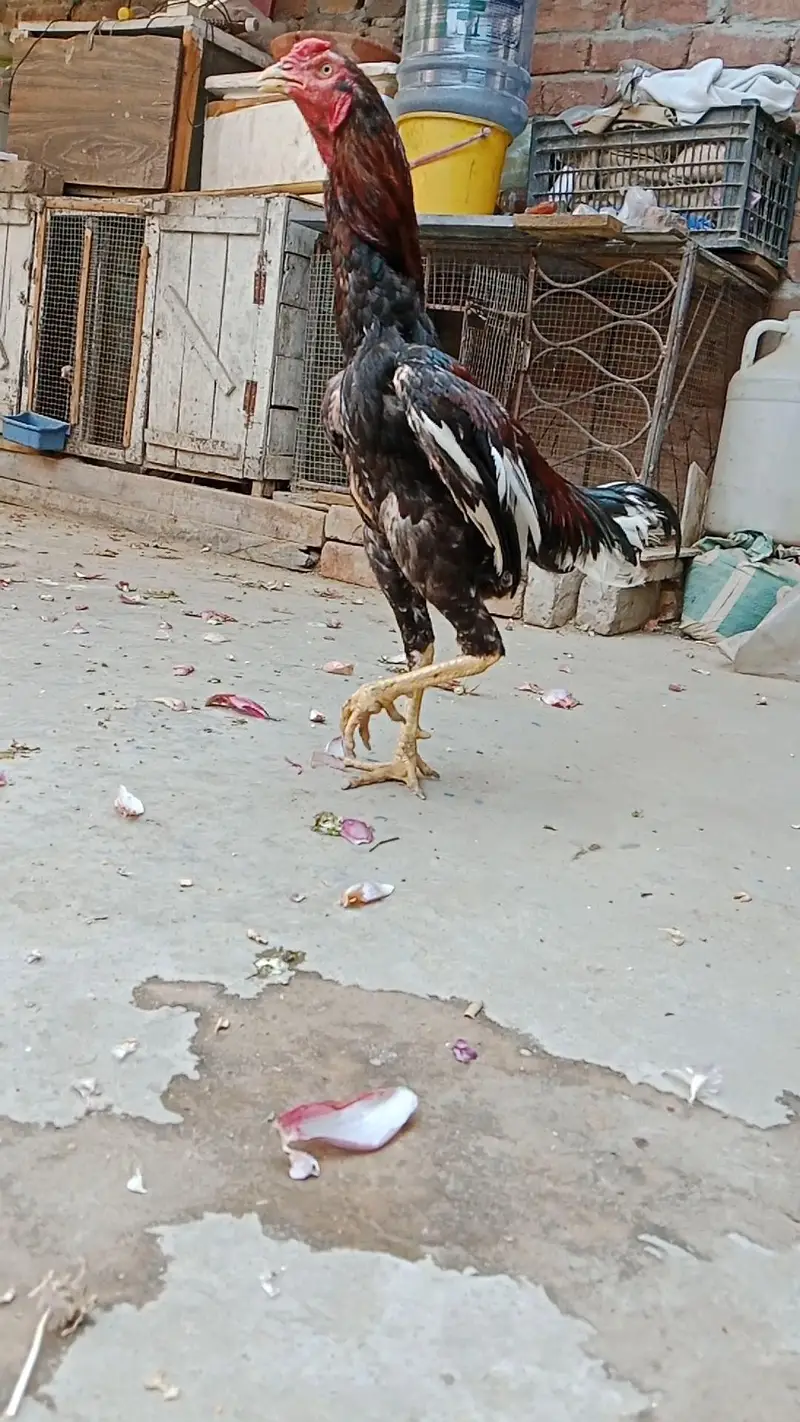 shamo  female healthy and active — photo 6