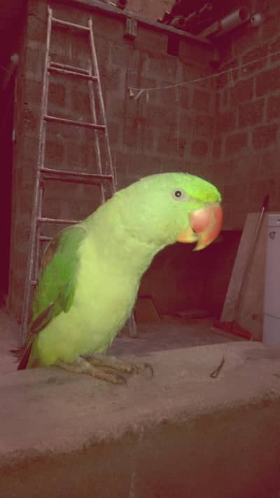 raw Alexander parrot talking wala