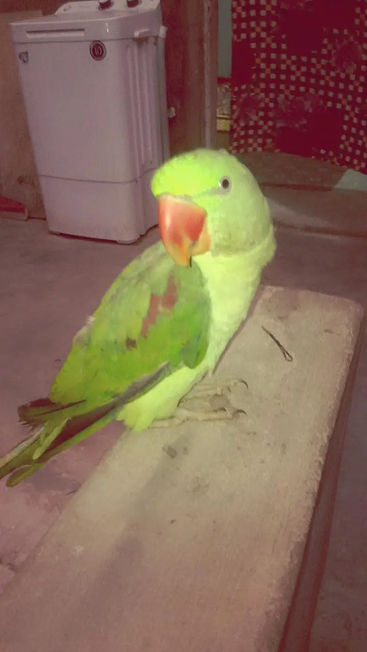raw Alexander parrot talking wala — photo 2