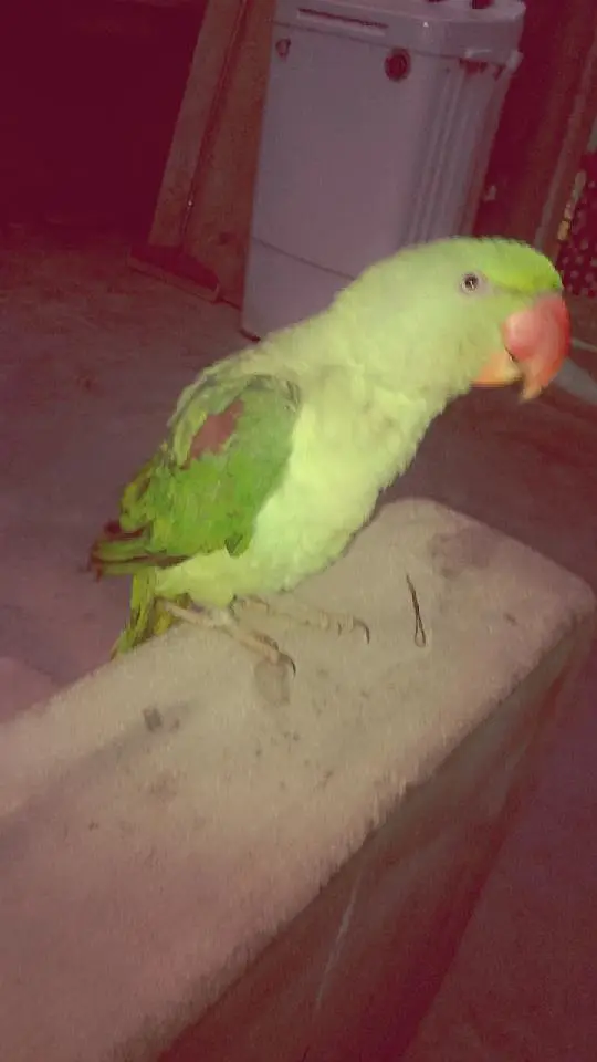 raw Alexander parrot talking wala — photo 3