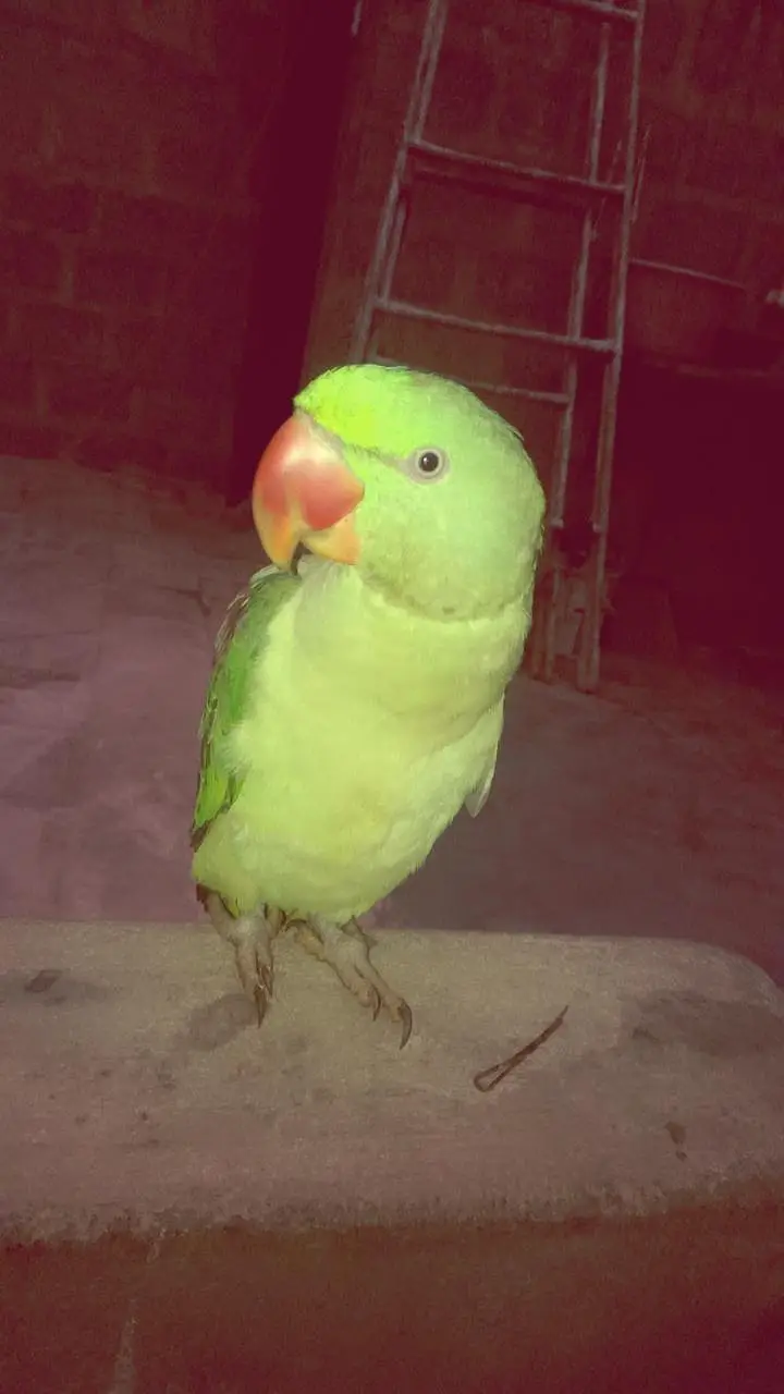 raw Alexander parrot talking wala — photo 4