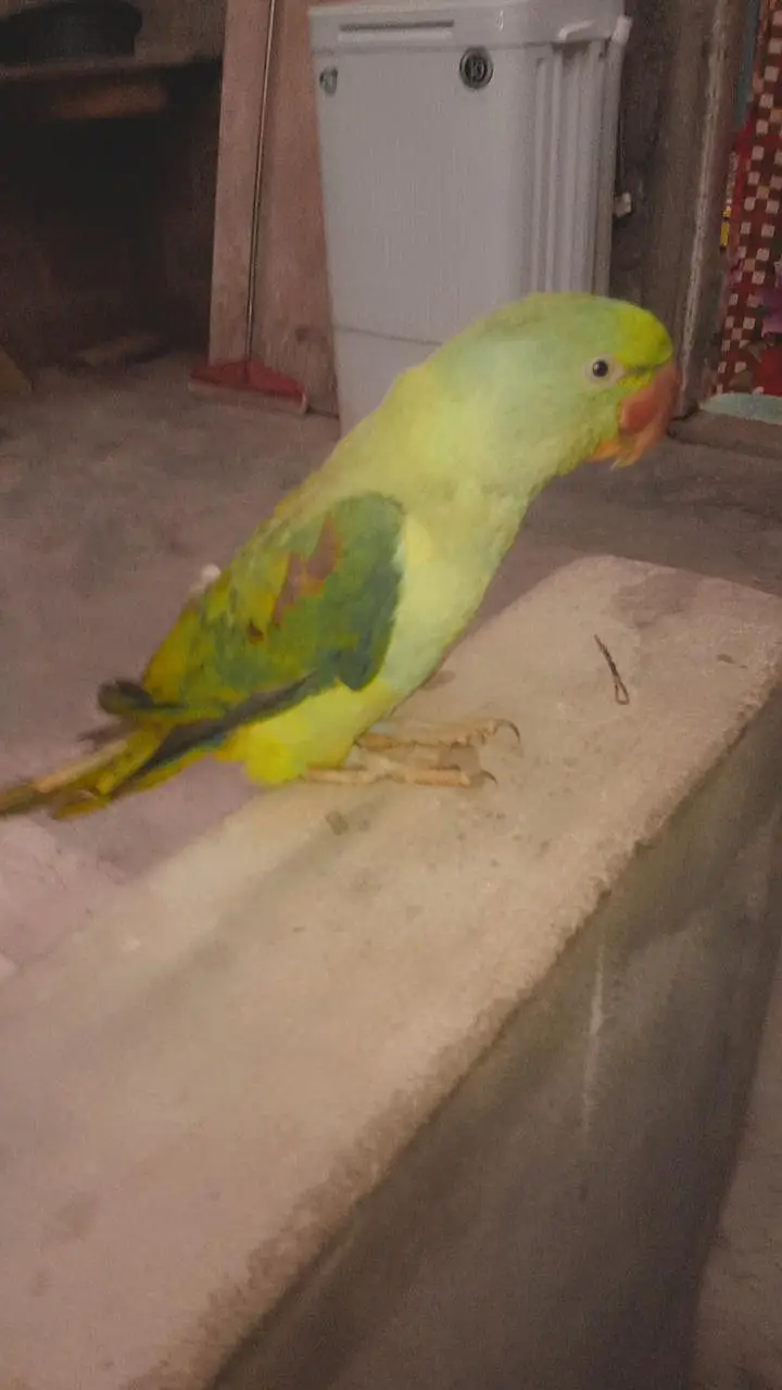 raw Alexander parrot talking wala — photo 5