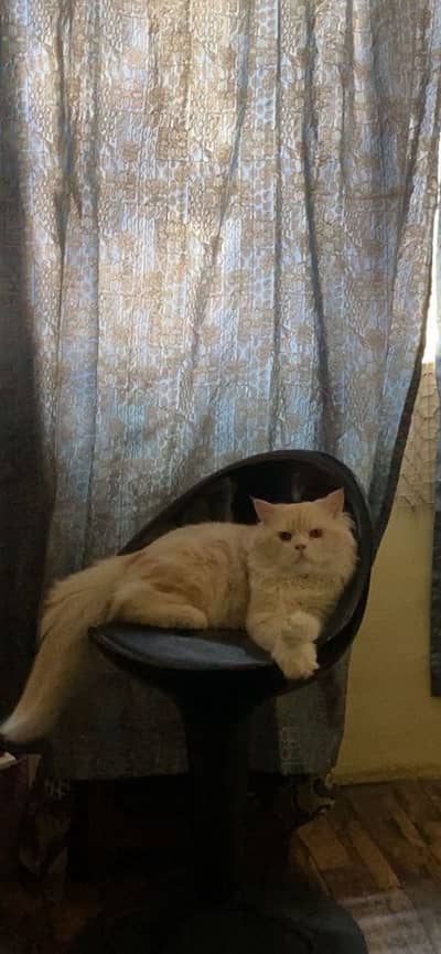 Persian Male Cat