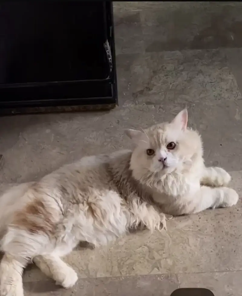 Persian Male Cat — photo 2