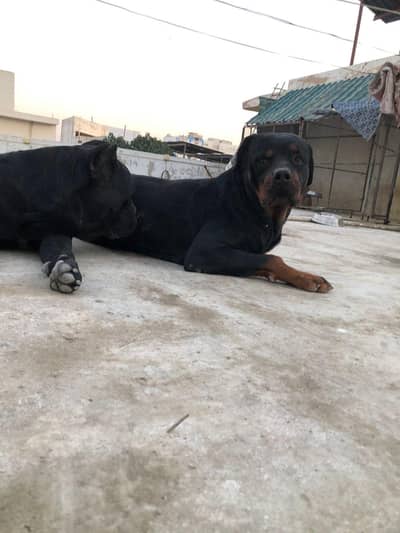 pure bred rottweiler