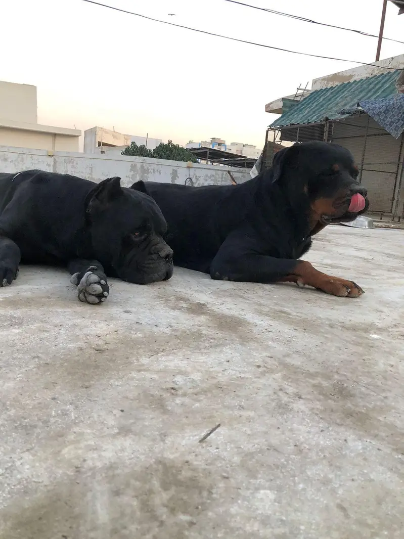 pure bred rottweiler — photo 2