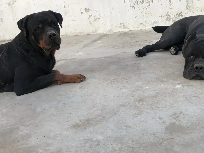 pure bred rottweiler — photo 3