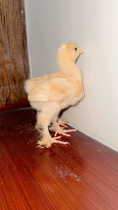 Heavy buff chiks for sale in sargodha