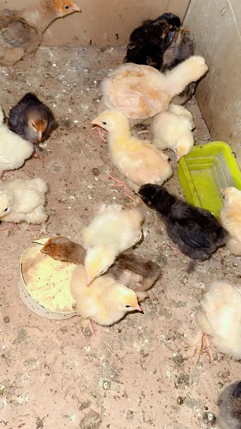 Heavy buff chiks for sale in sargodha — photo 3