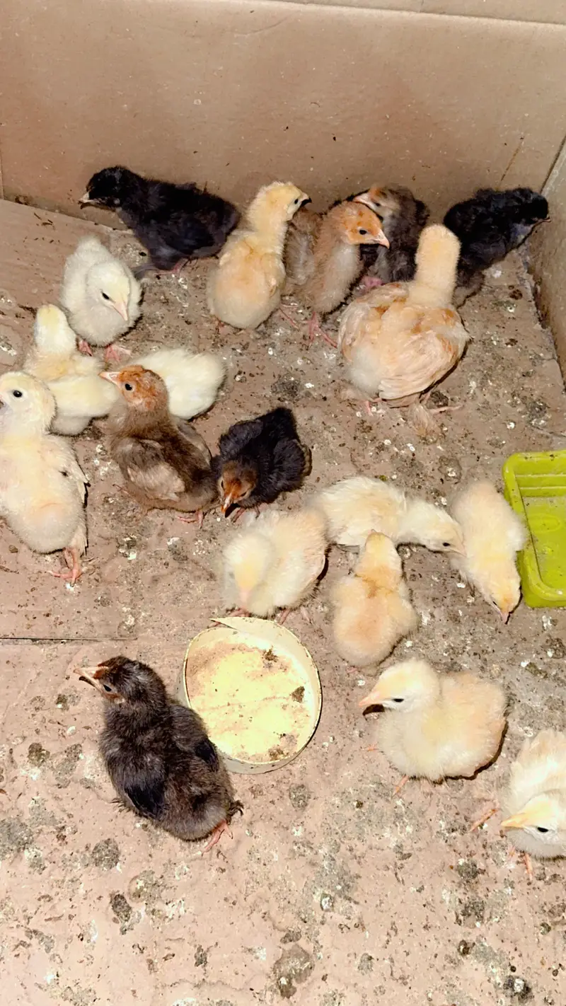 Heavy buff chiks for sale in sargodha — photo 4