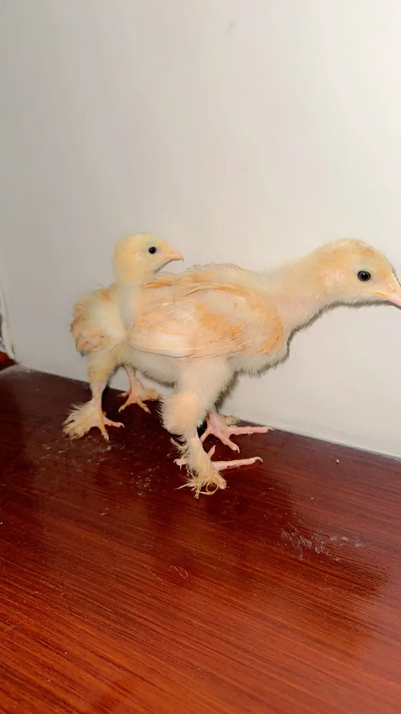 Heavy buff chiks for sale in sargodha — photo 5