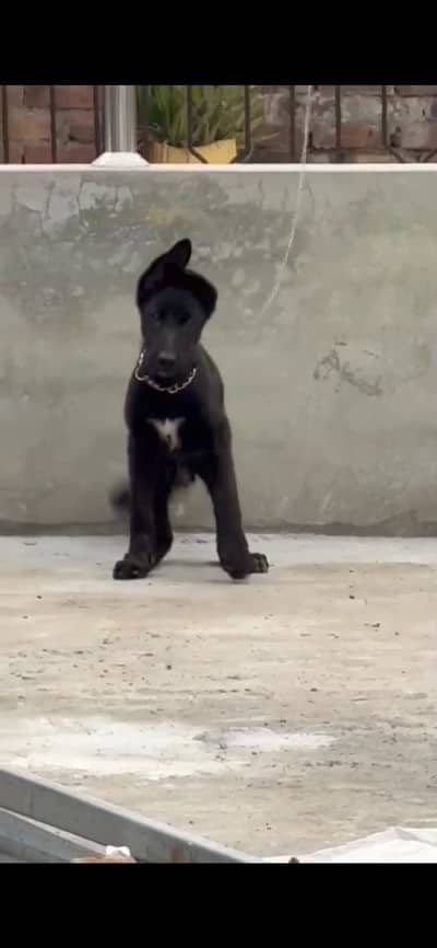 German shepherd urgefor sale