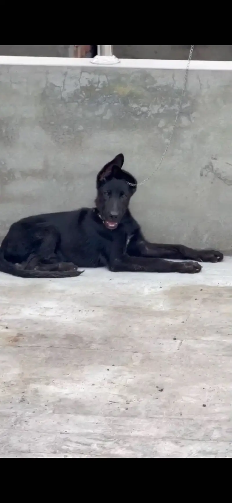 German shepherd urgefor sale — photo 3