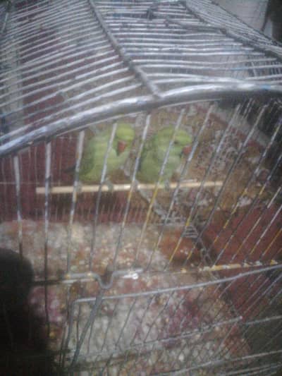 parrot