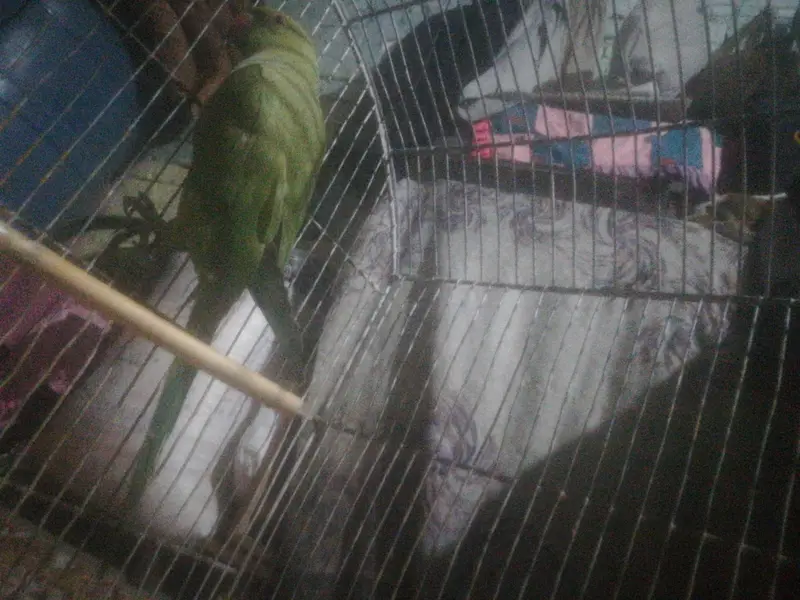 parrot — photo 2
