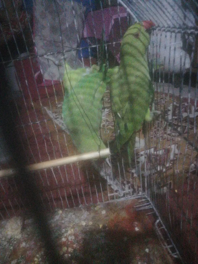 parrot — photo 3