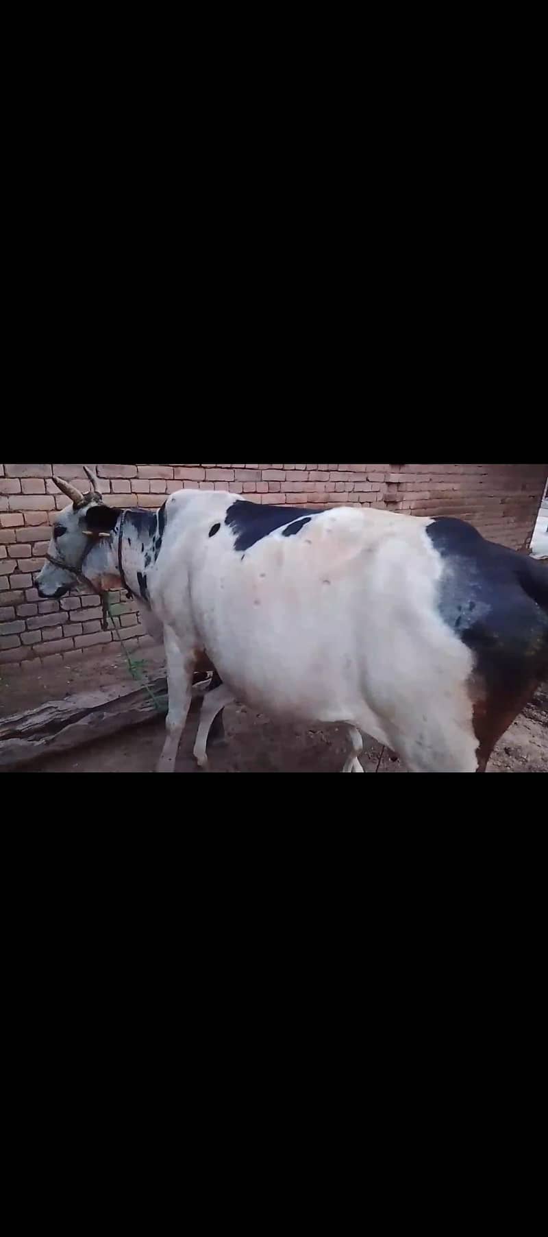 cross bread cow 0