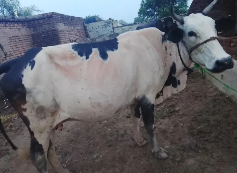 cross bread cow — photo 2