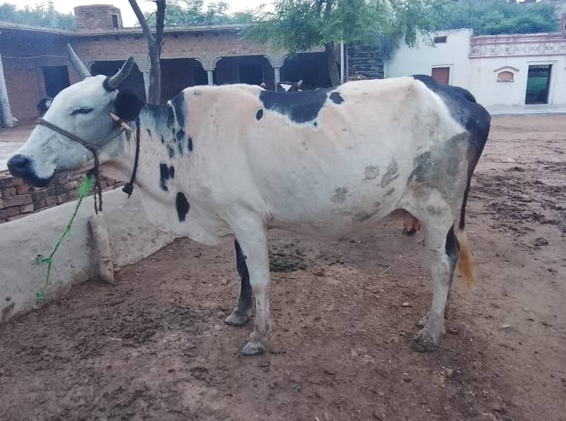 cross bread cow 2