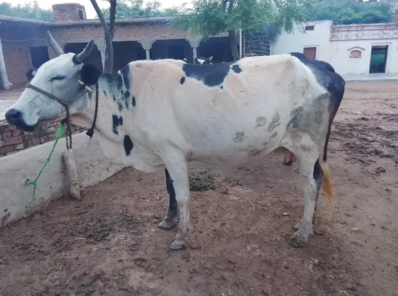 cross bread cow — photo 3