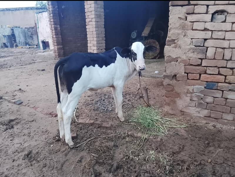 cross bread cow 3